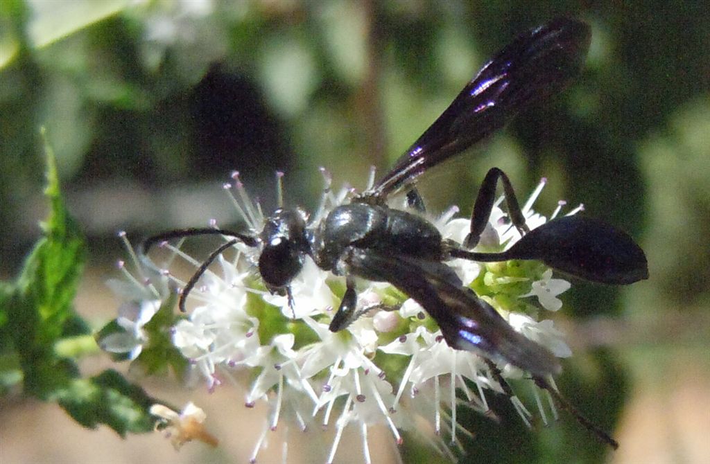 Isodontia mexicana, Sphecidae